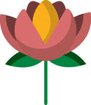 粉色莲花插画