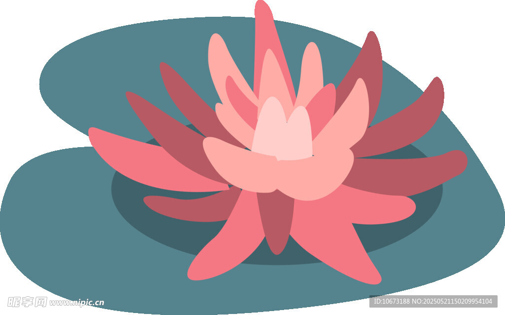 粉色睡莲插画