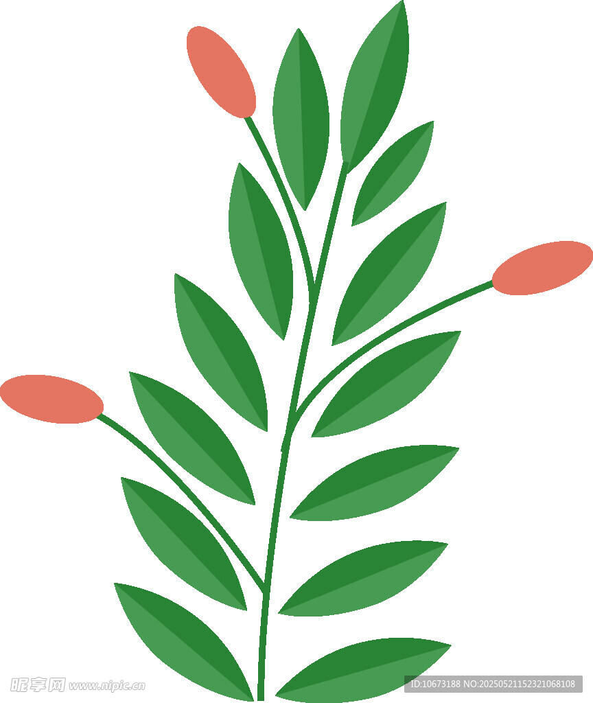 绿叶配红蕾植物插画