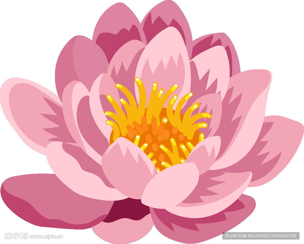 粉色莲花插画