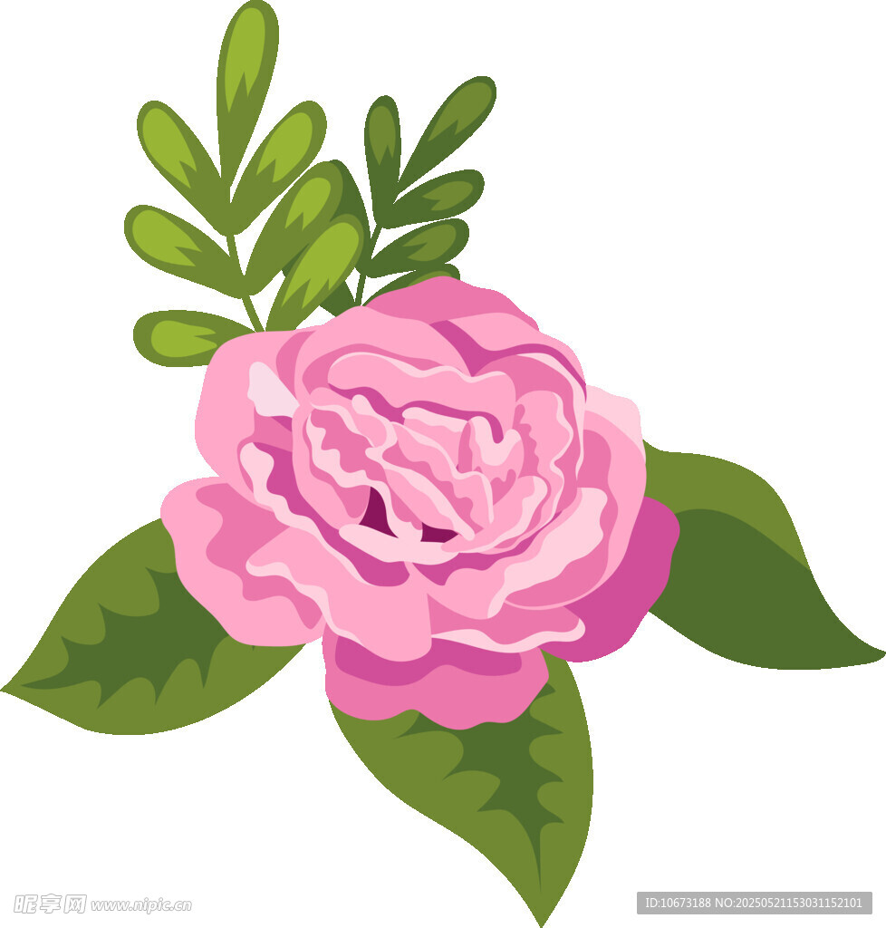 粉色娇艳牡丹花插画