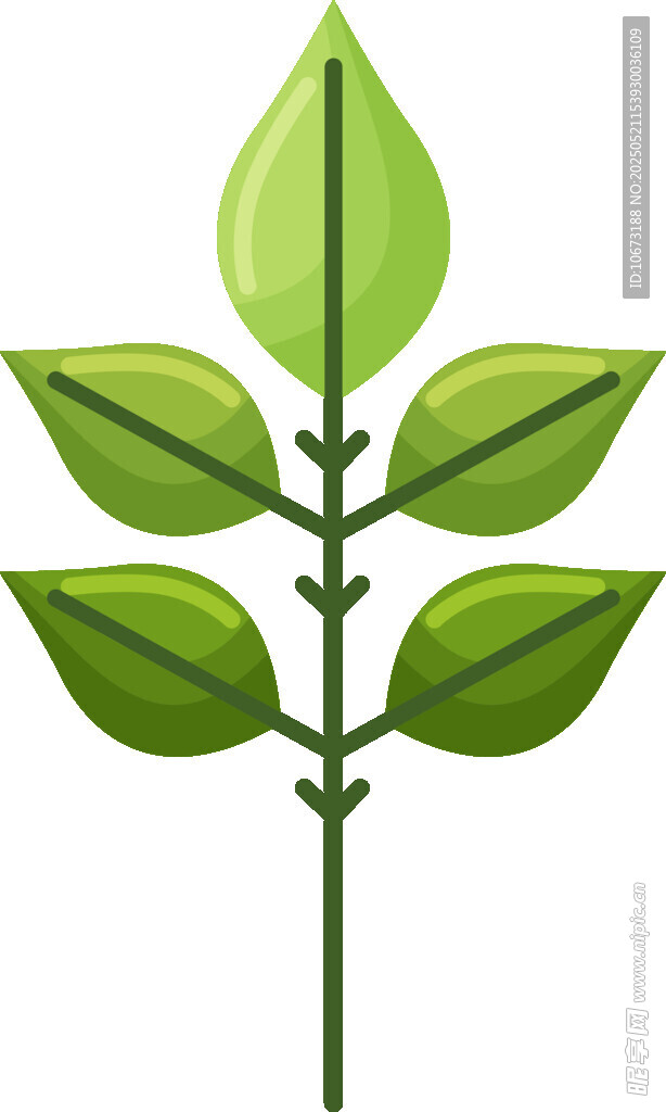 绿色三叶植物插画