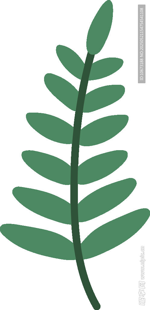 绿色羽状叶片植物插画