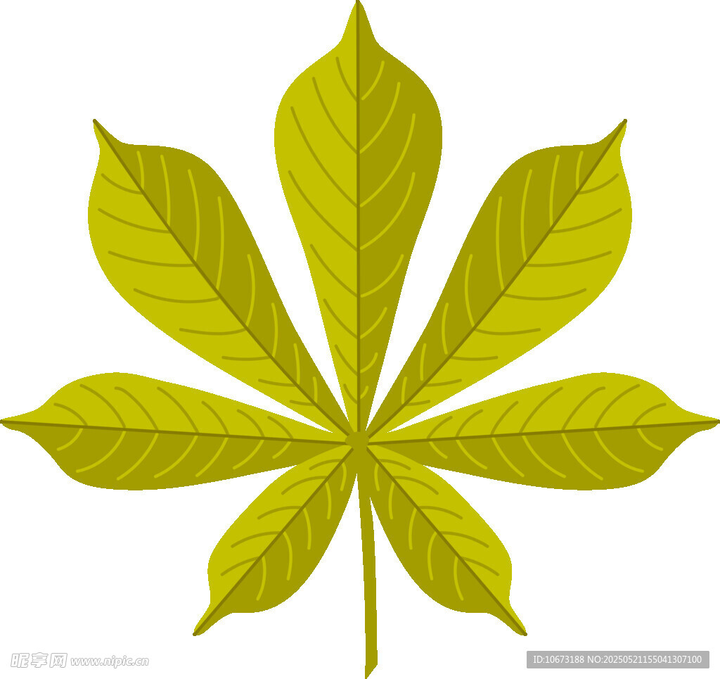 七裂掌状复叶的绿色叶片