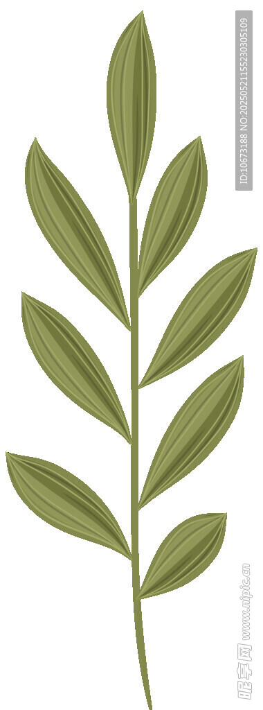 绿色单枝叶片植物插画