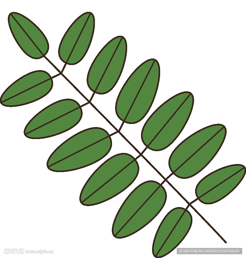 羽状复叶植物叶片插画