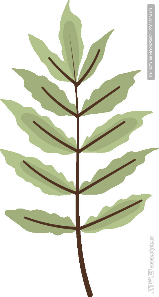 绿色羽状叶片插画素材