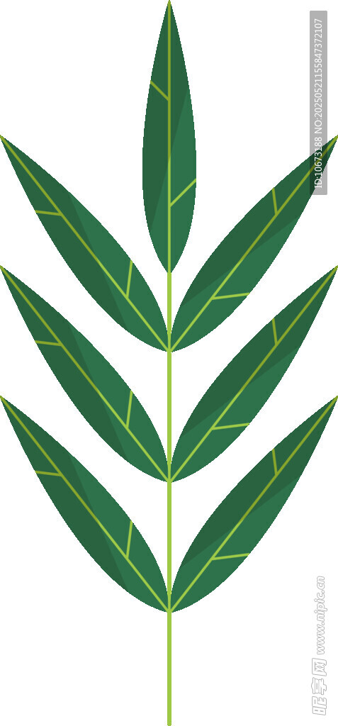 绿色羽状叶片植物特写