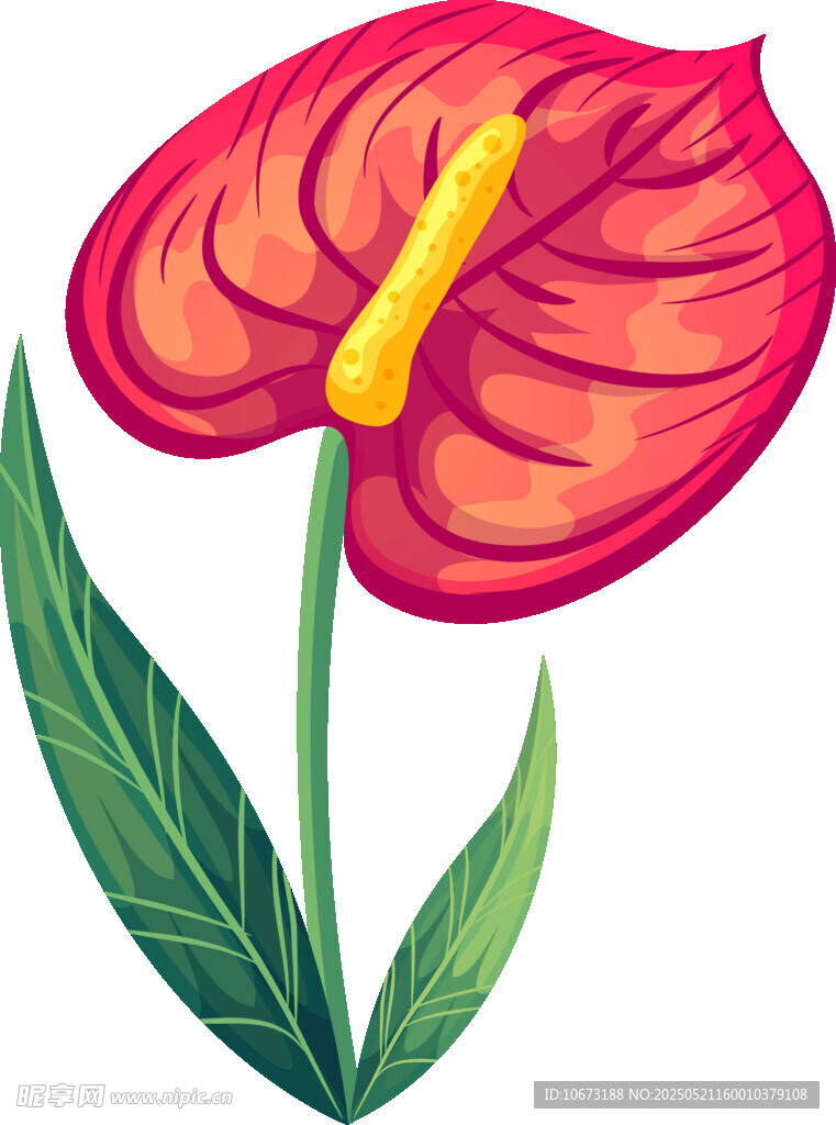 鲜艳红掌花插画