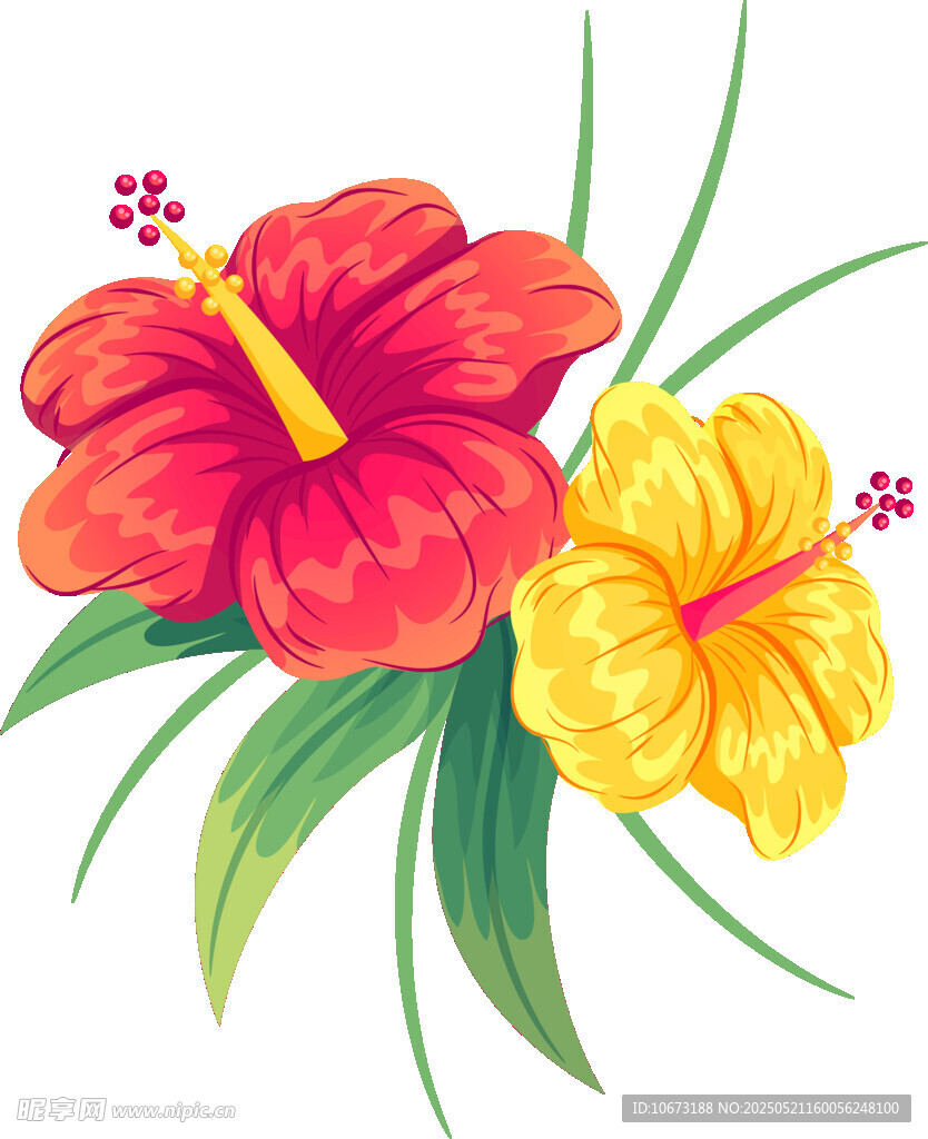 两朵鲜艳木槿花插画