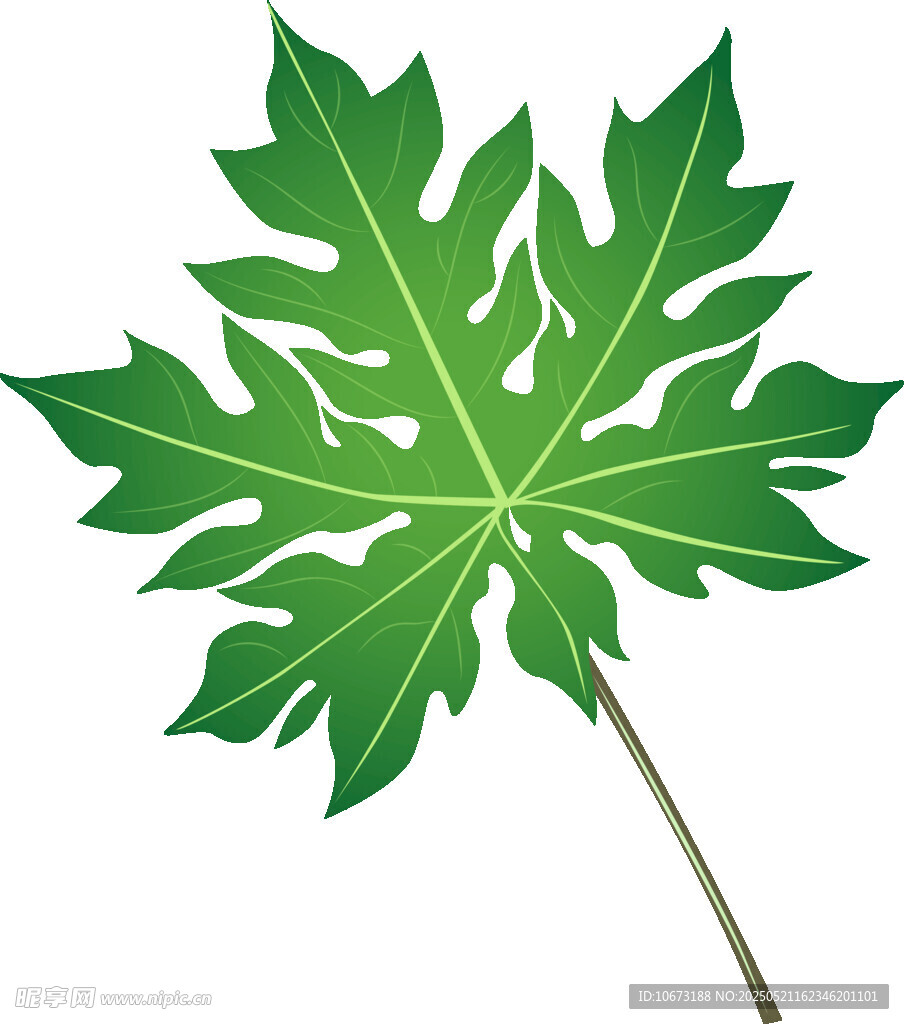 绿色掌状叶片植物插画