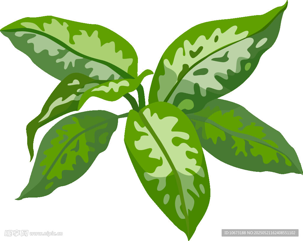 翠绿斑纹叶片植物插画