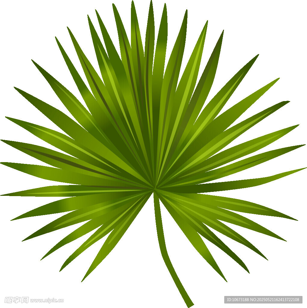 扇形绿叶植物素材