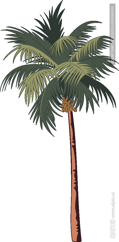 单棵椰子树植物素材图