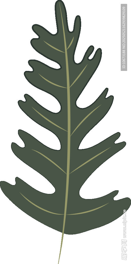 羽状深裂绿叶植物叶片