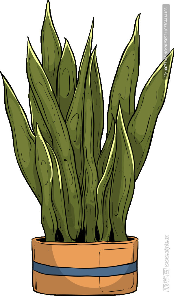 盆栽虎皮兰 清新绿植风