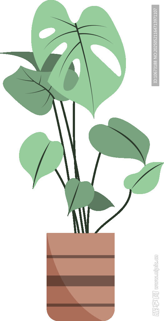 盆栽龟背竹 清新绿植风