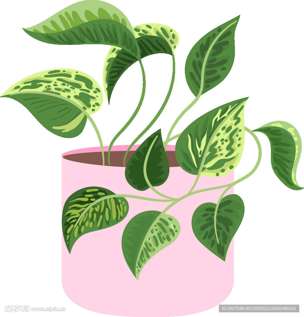 粉色花盆中的斑叶绿植