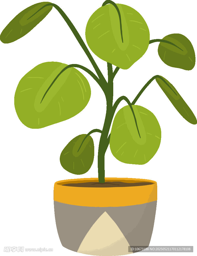 盆栽绿植 清新室内小植物
