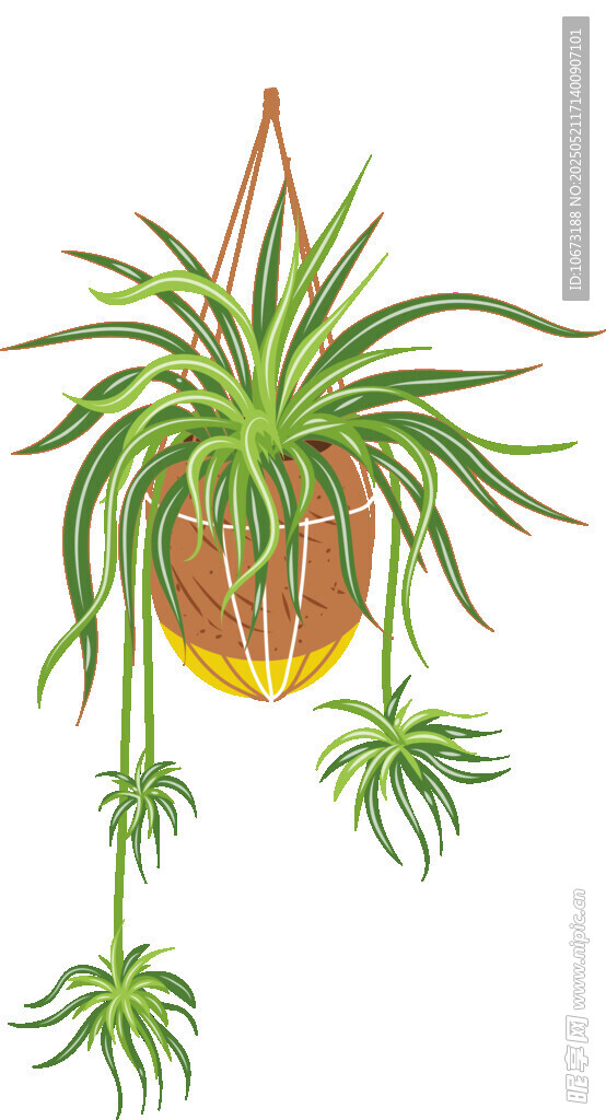 悬挂绿植盆栽