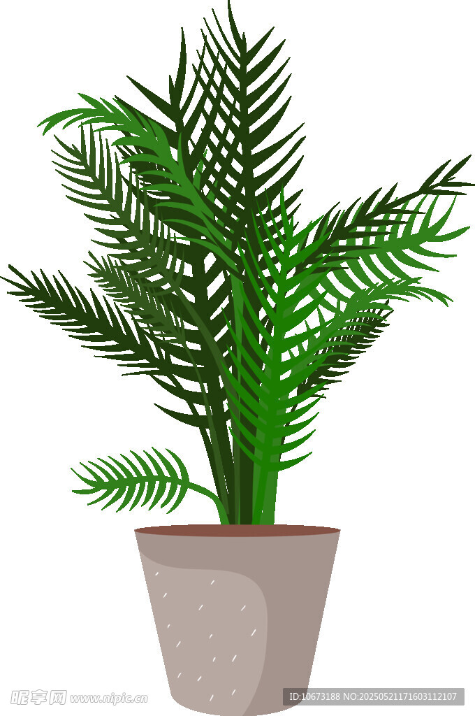 盆栽蕨类植物 清新绿意