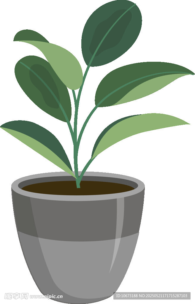 盆栽绿植 清新小植物