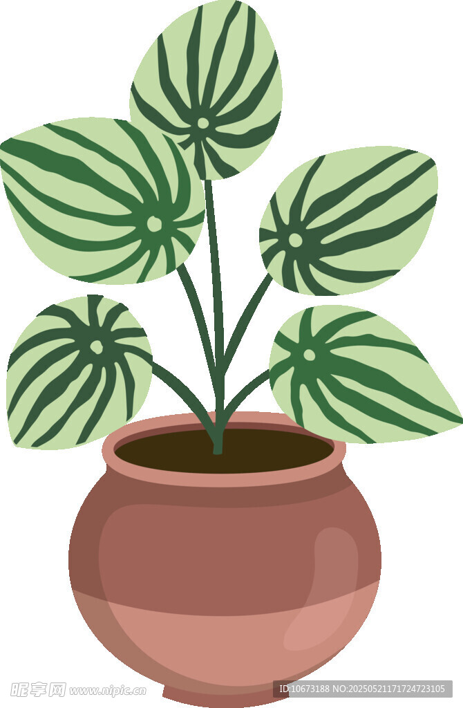 盆栽绿植 清新室内小植物