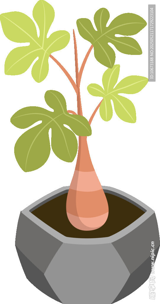 盆栽绿植 简约风室内植物