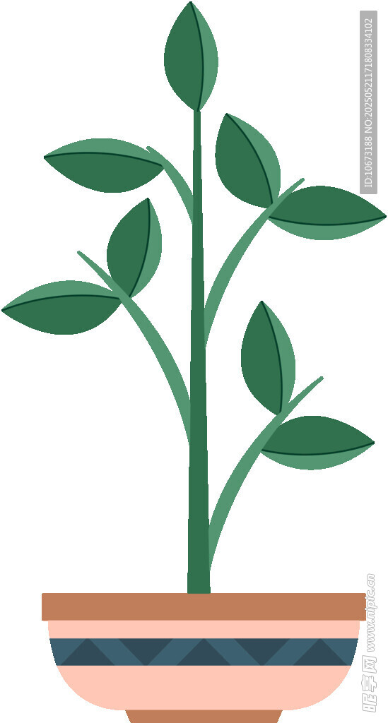 盆栽绿植 清新小植物