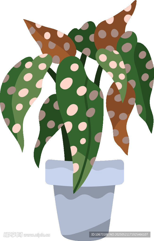 盆栽植物 叶片带斑点
