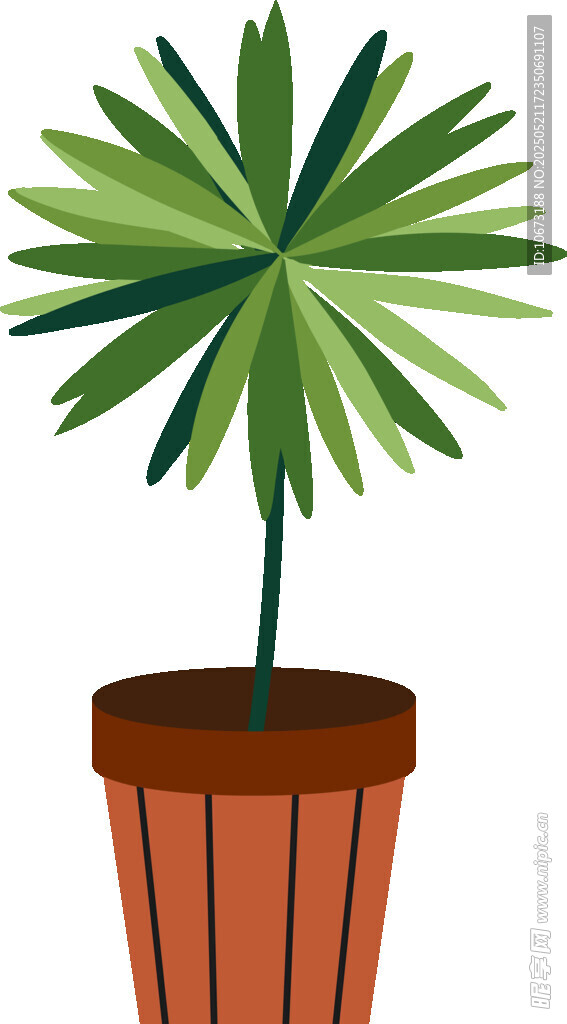 盆栽棕榈植物