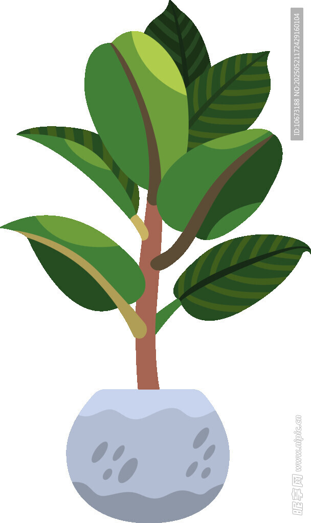 盆栽绿植 清新小植物