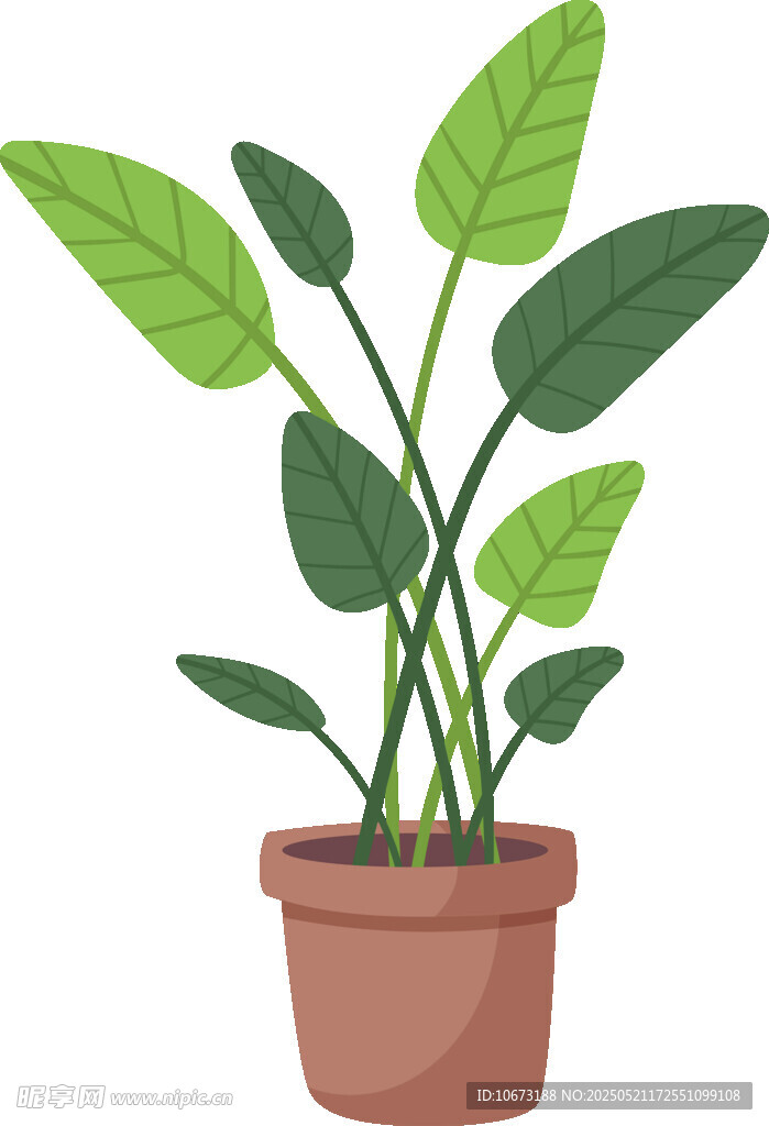 盆栽绿植 清新室内小植物