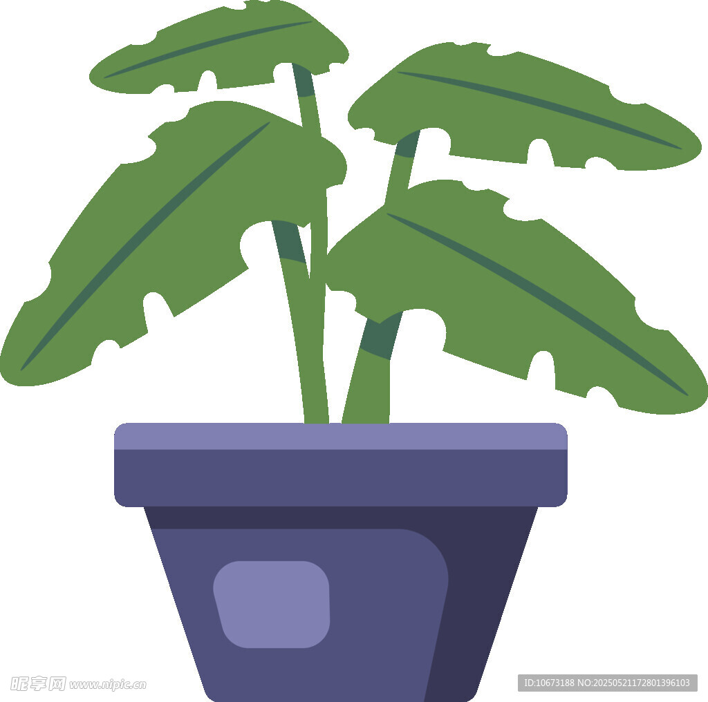 盆栽绿植 清新室内小植物