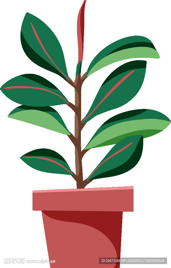 盆栽绿植 清新室内小植物