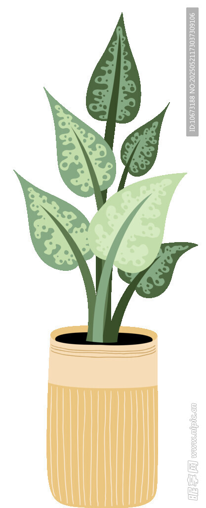 盆栽绿植 清新室内小植物