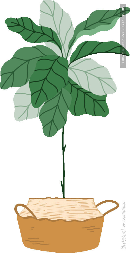 盆栽绿植置于编织篮中