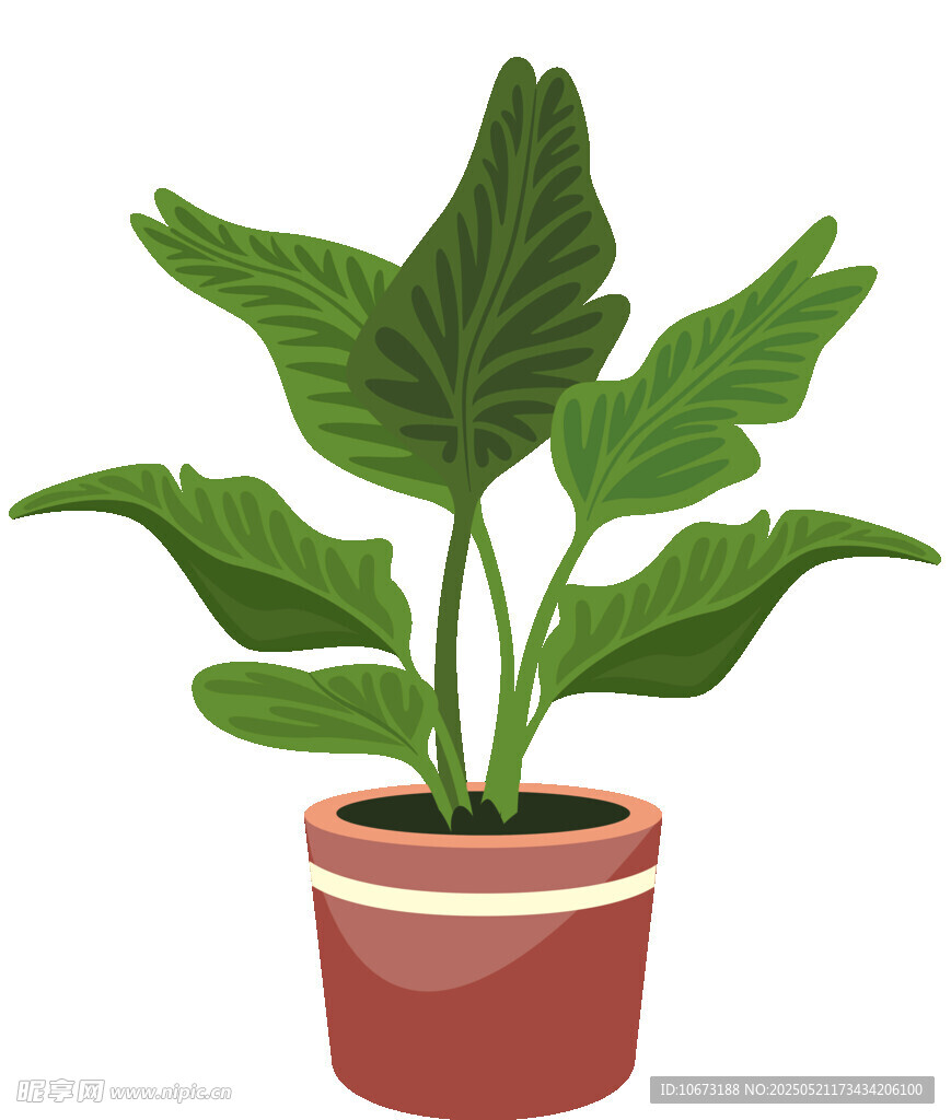 盆栽绿植 清新室内小植物
