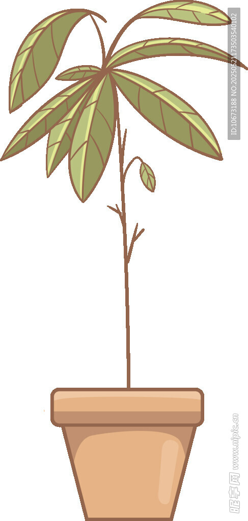 盆栽绿植 清新室内小植物