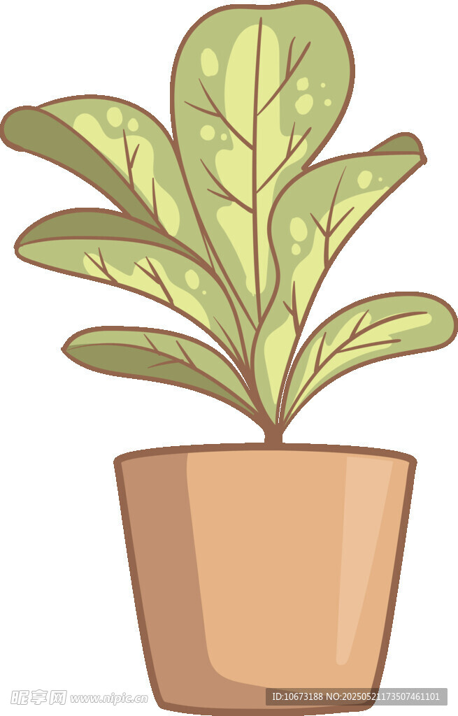 盆栽绿植 清新室内小植物