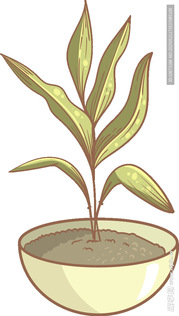 盆栽绿植 清新室内小植物