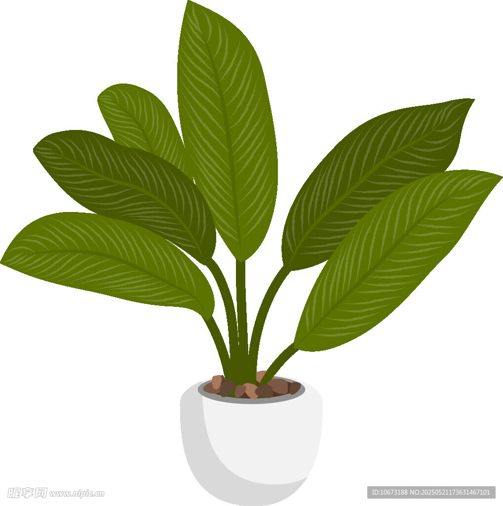 白色花盆中的绿叶植物