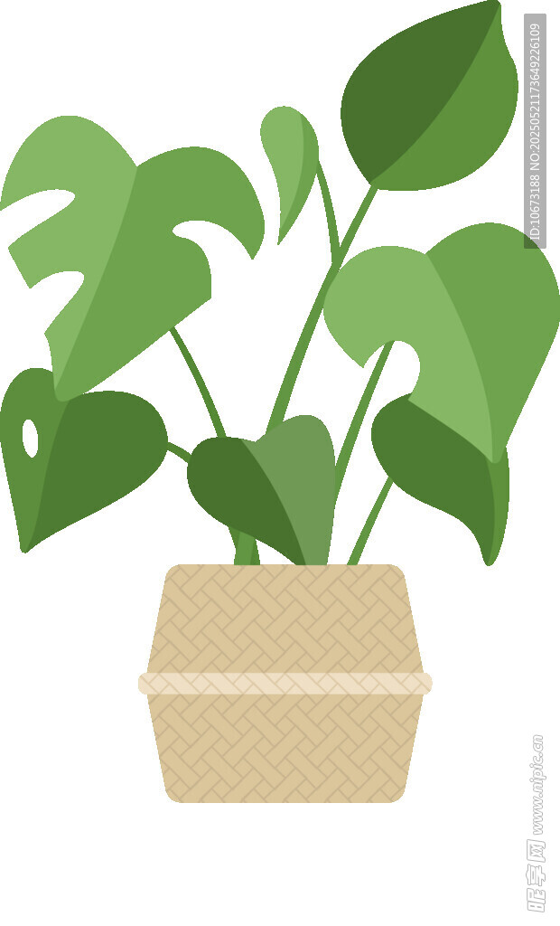 盆栽龟背竹 简约绿植装饰