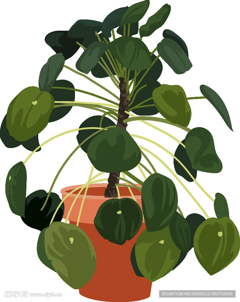 圆叶盆栽植物绿意盎然