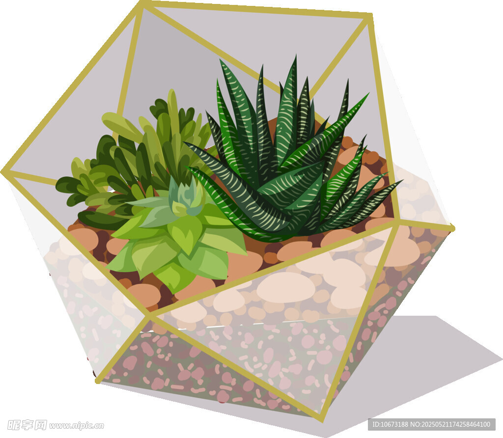 几何玻璃容器中的多肉植物