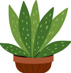盆栽芦荟插画