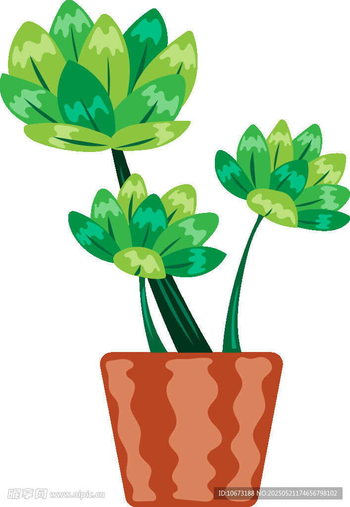 花盆中的多肉植物