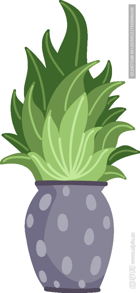 灰盆中的翠绿多肉植物