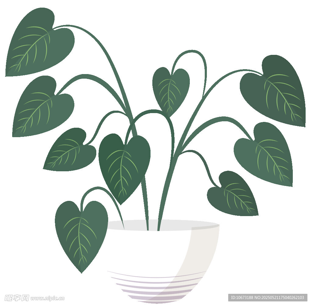 心形叶片盆栽植物插画