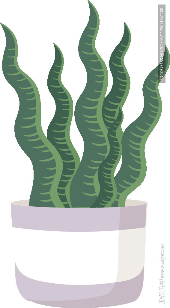 盆栽虎皮兰插画
